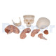 Anatomischer Schädel Mit Gehirn 8 Teile 